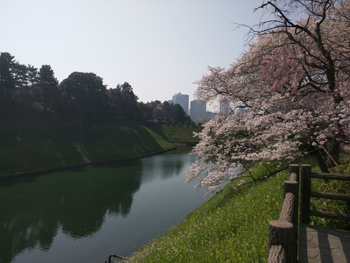 Flower viewing near the river