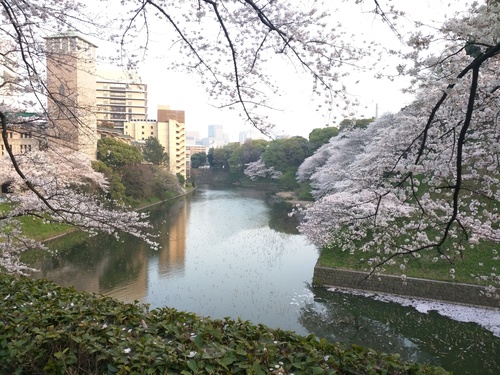 Flower viewing